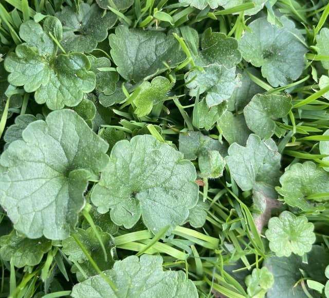 Gundermann (Glechoma hederacea) im Rasen